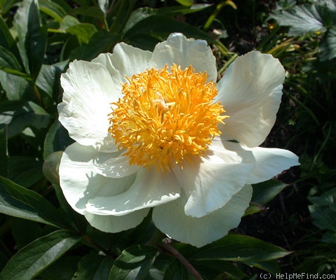 'Claire de Lune' peony photo