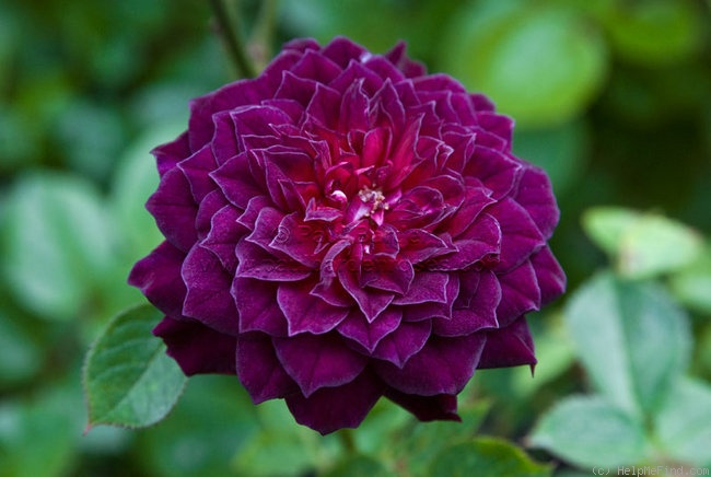 'Carolyn Supinger' rose photo