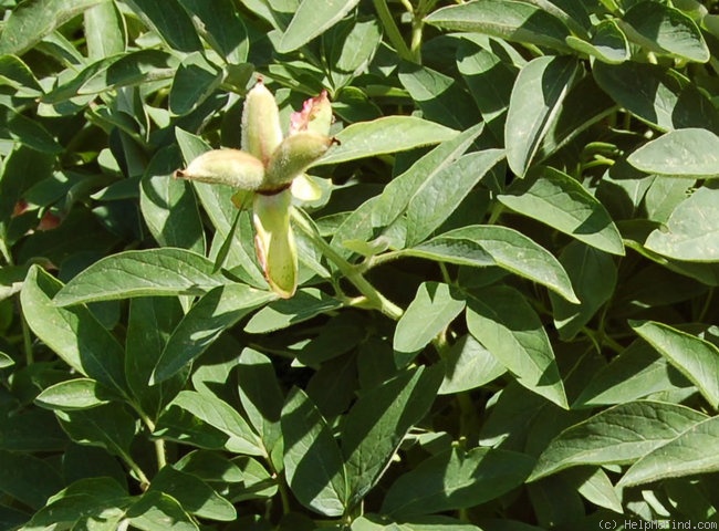 'P. mascula subsp. arietina' peony photo