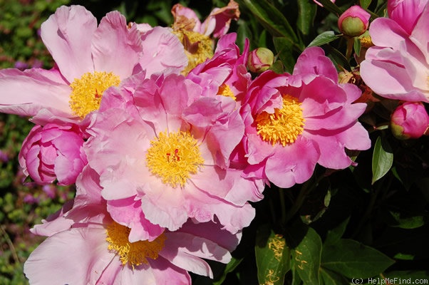 'Holbein' peony, click to enlarge 'Holbein' peony photo