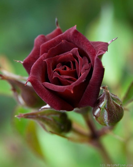 '58-06-05' rose photo