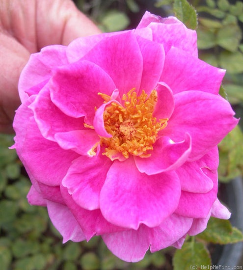 'ARMLB3XSL' rose photo