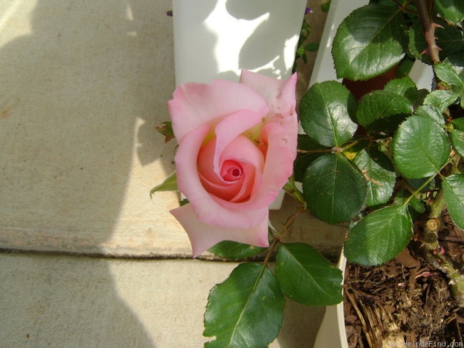 'Billy Graham ™' rose photo