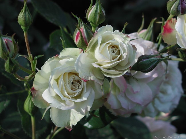 'Rainforest' rose photo