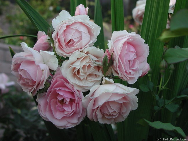'Honey Chile (floribunda, Thomson, 1964)' rose photo