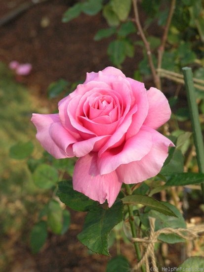 'Great Scott' rose photo