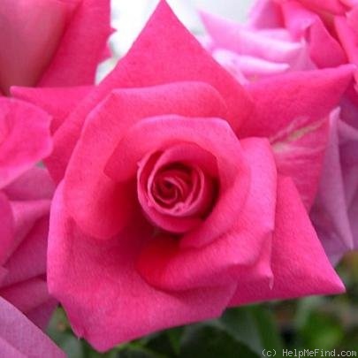'Nature's Wonder' rose photo