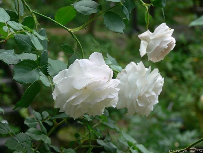 'Louise Darzens' rose photo