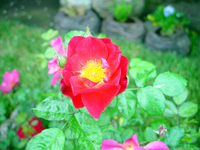'Ramirez-LXR' rose photo