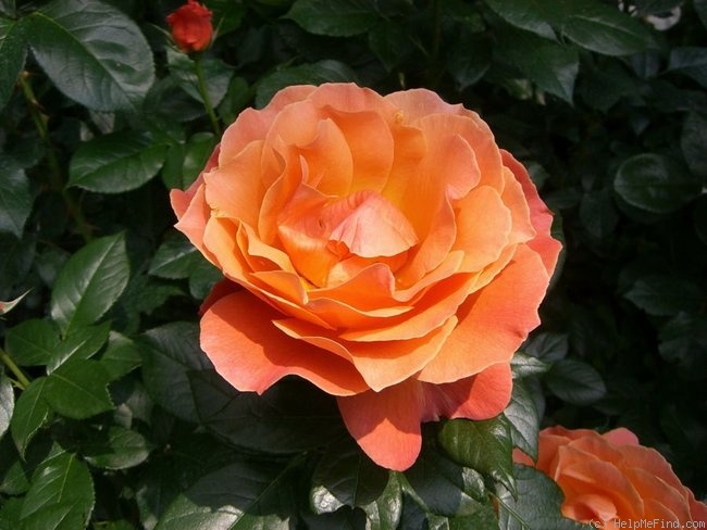 'Fellowship (floribunda, Harkness before 1988)' rose photo