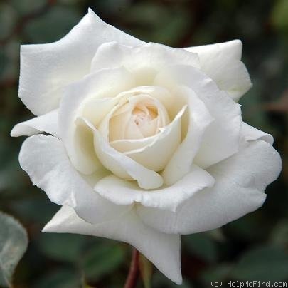 'Miss Pearl ™' rose photo