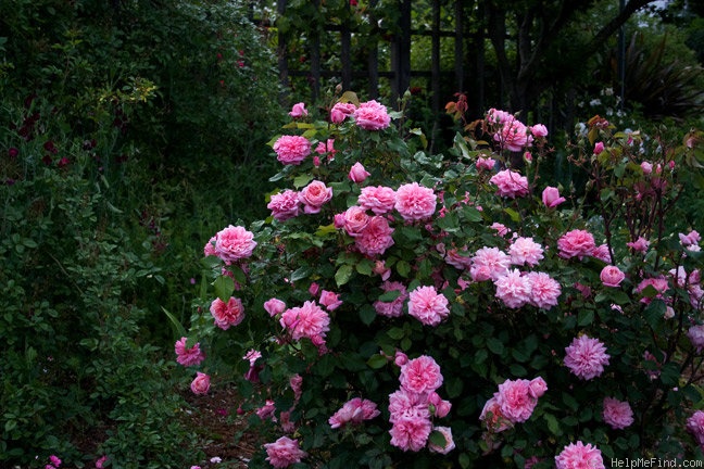 'Monsieur Tillier' rose photo