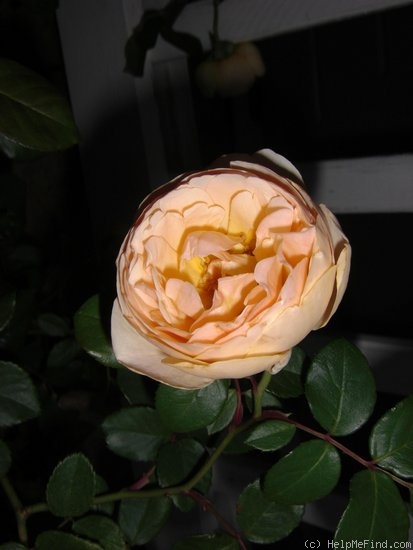 'Jude the Obscure' rose photo