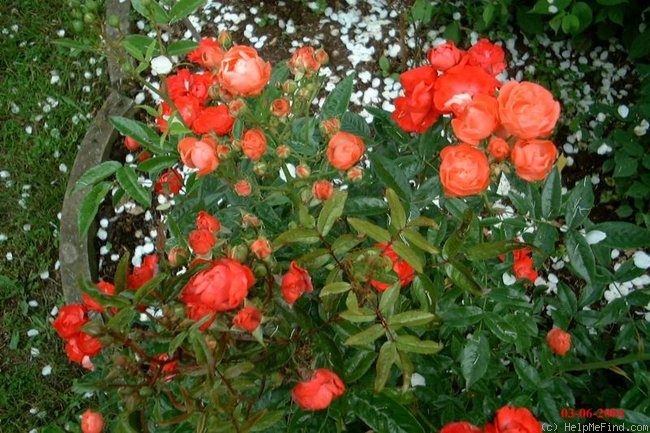 'Orange Morsdag' rose photo