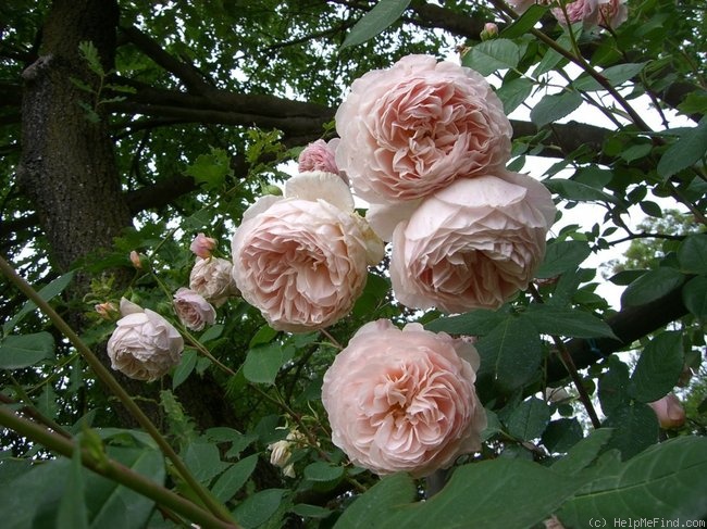 'William Morris' rose photo