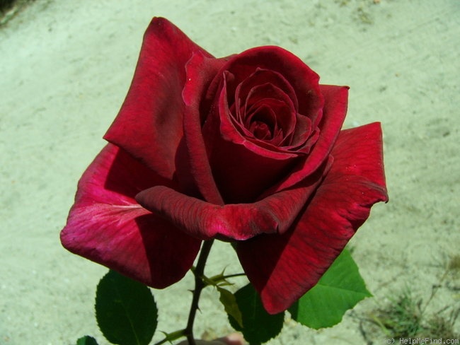 'Papa Meilland ® (Hybrid Tea, Meilland, 1963)' rose photo