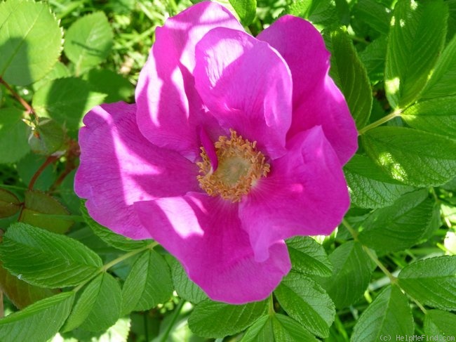 '<i>Rosa Rugosa</i> 'Rubra'' rose photo