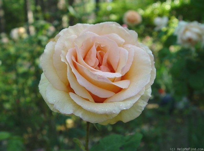 'By Appointment' rose photo
