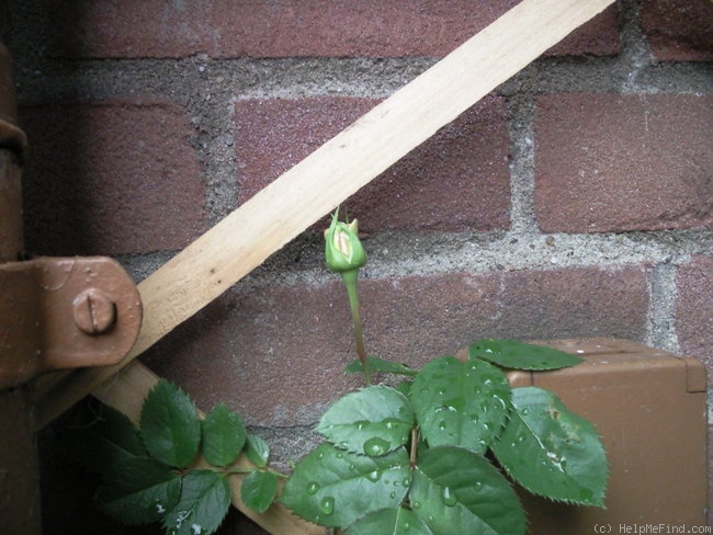 'Papi Delbard ®' rose photo