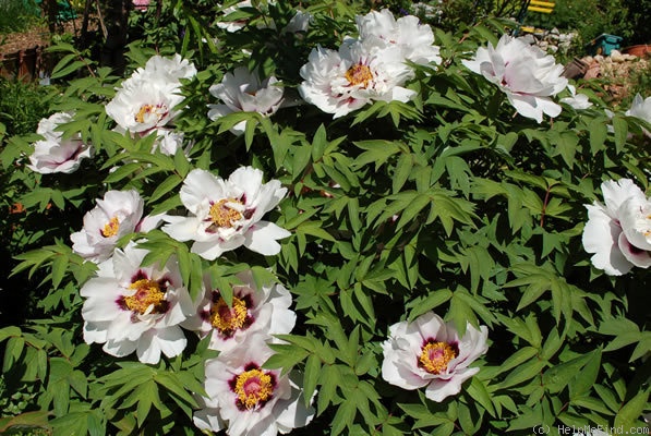 'Fen Jin Yu 粉金玉' peony, click to enlarge 'Fen Jin Yu 粉金玉' peony photo