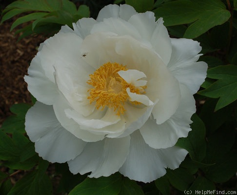 'Hakuo Jishi' peony photo