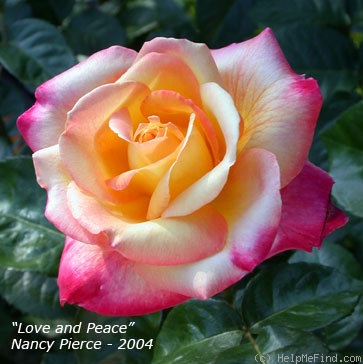 'Love & Peace ™ (hybrid tea, Twomey & Lim 2001)' rose photo