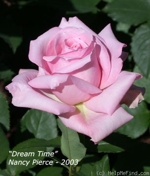 'Dream Time (hybrid tea, Bees, 1977)' rose photo