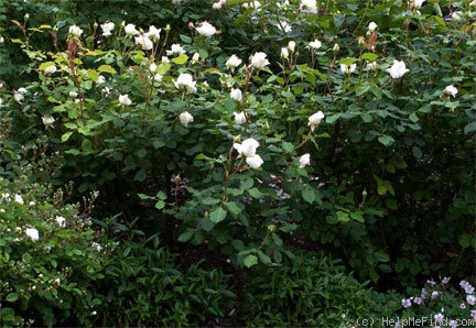 'Snowbird' rose photo