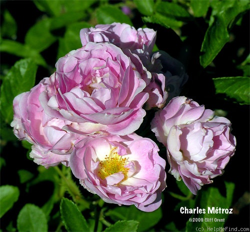 'Charles Métroz' rose photo