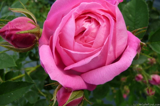 'Coupe d'Hébé (cl. bourbon, Laffay, 1840)' rose photo