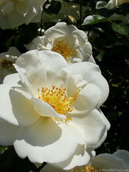 'Silver Moon' rose photo