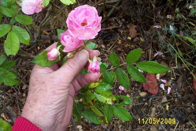 'Maman Turbat' rose photo