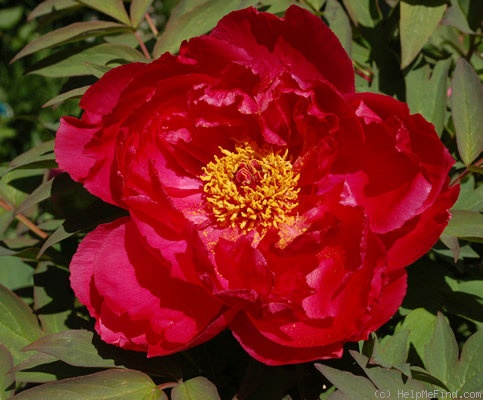 'Shima Nishiki' peony photo