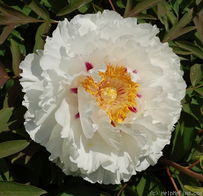 'Lydia Foote' peony photo