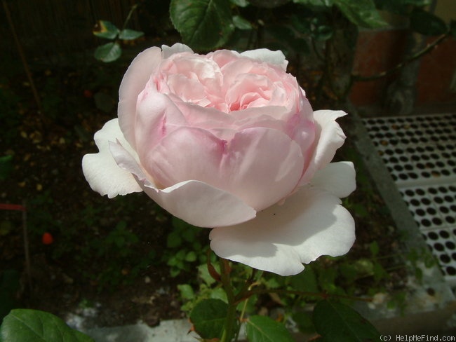 'Geoff Hamilton' rose photo