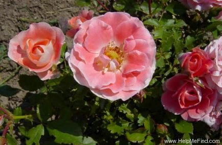 'Céline Delbard ®' rose photo