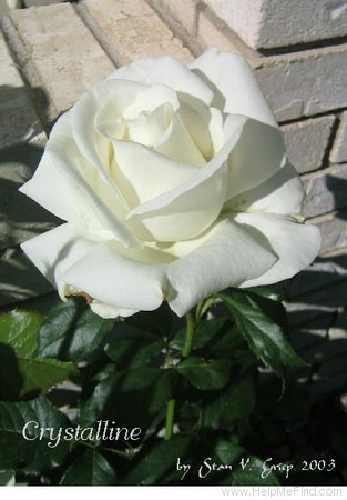 'Nursing Centenary' rose photo