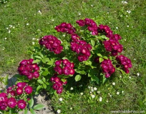 'Ilmenau' rose photo