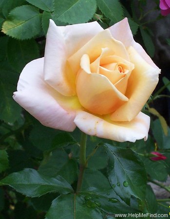 'Lily Pons' rose photo