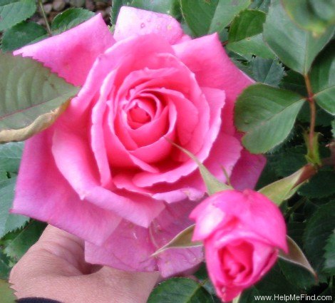 'Aunt Honey' rose photo