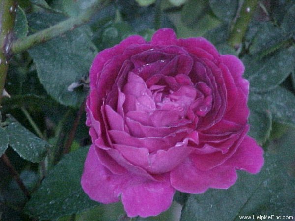 'Baron von Bonstetten' rose photo