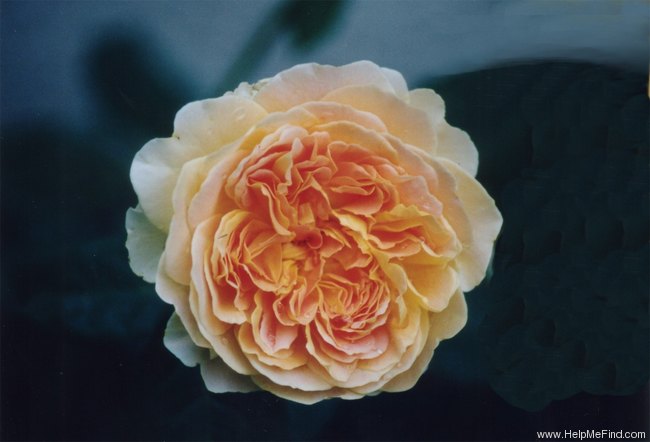 'Molineux' rose, click to enlarge 'Molineux' rose photo