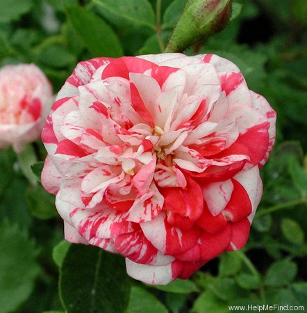 'Strawberry Swirl' rose photo