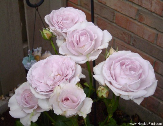 'Stainless Steel ™' rose photo