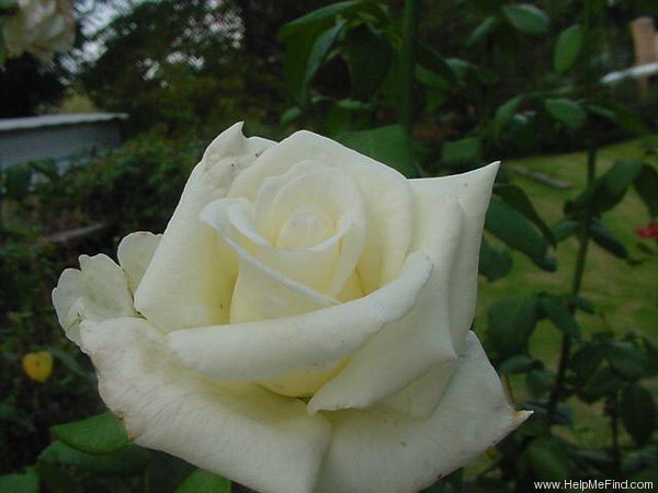 'Virginia ™ (hybrid tea, Pekmez, 1994)' rose photo