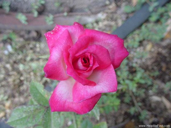 'Hilde ™' rose photo