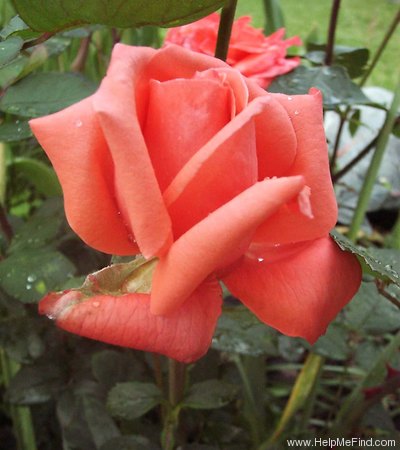 'Maria Stern' rose photo