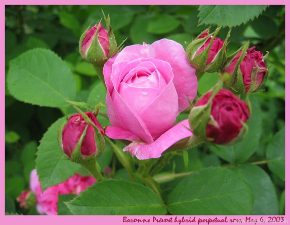 'Baronne Prévost (Hybrid Perpetual, Desprez, 1841)' rose, click to enlarge 'Baronne Prévost (Hybrid Perpetual, Desprez, 1841)' rose photo