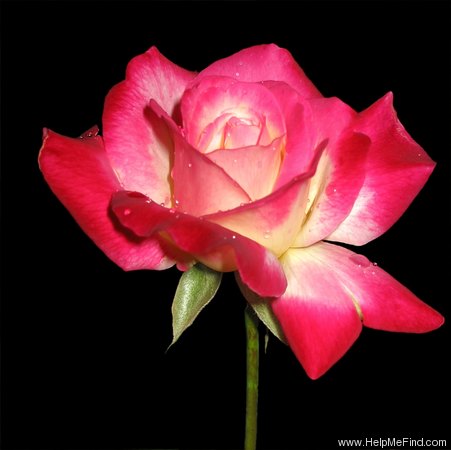 'Double Delight ®' rose photo