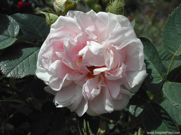 '<i>Rosa alba</i> var. <i>regia carnea</i>' rose photo
